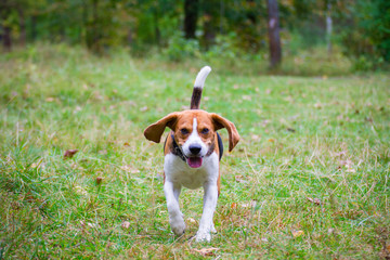 red beagle runs along the path in the autumn park