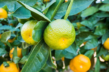 Fresh organik agriculture; tangerine tree. Turkey / Izmir