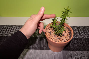 Ein nicht stechender Kaktus in einer schöne Vase