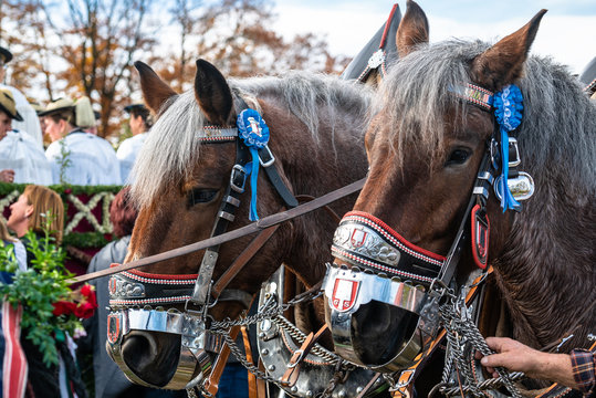 Leonhardi decorated big cold blooded horses Bad Toelz Germany