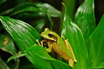 Rana verde