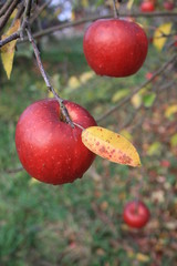  Czerwona jabłka na jabłoni w sadzie późną jesienią - obrazy, fototapety, plakaty
