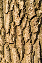 A sinuous texture of the bark of a tree poplar