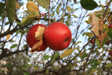 Czerwona jabłka na jabłoni w sadzie późną jesienią