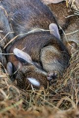 Baby bunnies sleeping in a nest