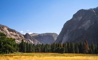 Yosemite national park meadow