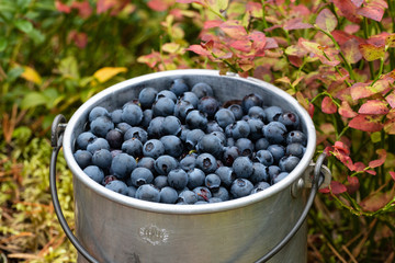 Blueberry in a beautiful little bucket