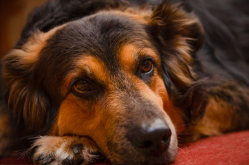 Sad dog posing on camera