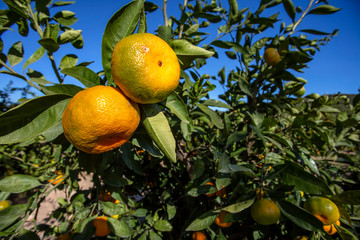 Fresh organik agriculture; tangerine tree. Turkey / Izmir