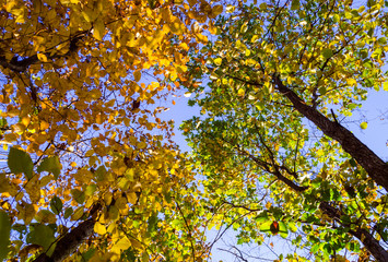 yellow leaves on trees