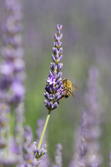 abeille sur fleur de lavande