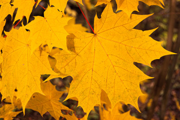 autumn leaves background
