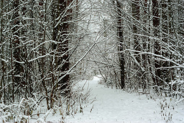 background, landscape - winter forest thicket after snowfall