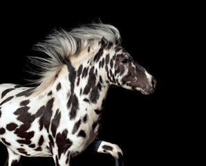 Fototapeta na wymiar appaloosa pony stallion isolated on black portrait