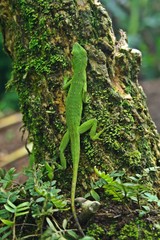 Lagarto