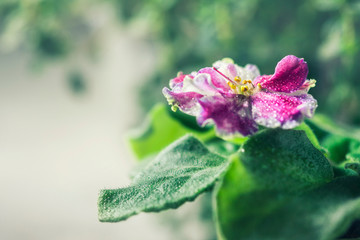 Flowering Saintpaulias, commonly known as African violet. Mini Potted plant.
