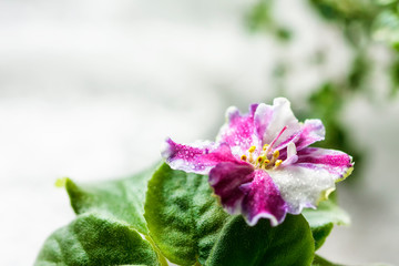 Flowering Saintpaulias, commonly known as African violet. Mini Potted plant.
