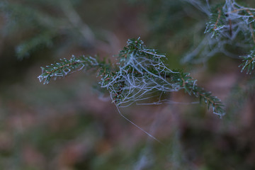 Spinnweben - Frost Close up. Am Eibsee bei Morgengrauen mit Nebel und klarem Blick auf die Berge.	