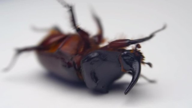 Shiny rhinoceros beetle is lying on its back, moving its legs, trying to roll over and stand up on the white surface. Macro
