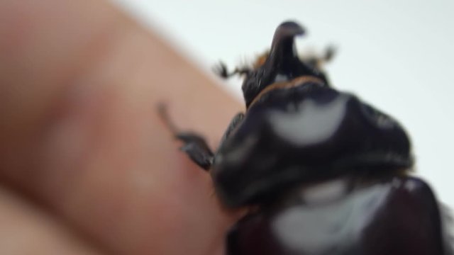 Shiny rhinoceros beetle crawling on the human hand. Macro
