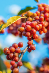 ripe berries on a tree in autumn