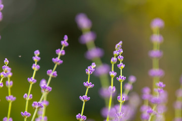 Fototapeta premium Lavender plant latin Lavandula angustifolia violet close-up