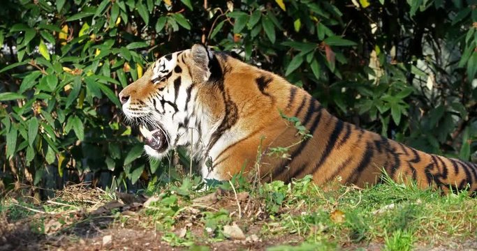 Tiger -  Panthera tigris