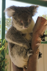 Koala in Australien