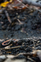 Red-backed salamander in the undergrowth
