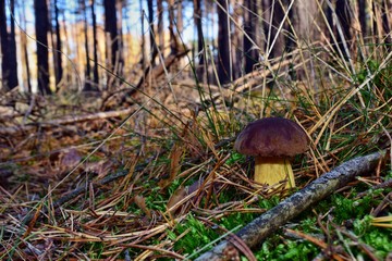 Xerocomus badius edible mushroom