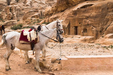 bedouin horses