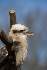 kookaburra - Lachender Hans
