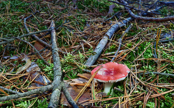 Growing red mushroom in the forest