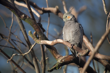 Vogel sitzt im Baum