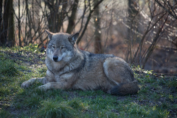 Obraz premium Wolf