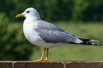 Obraz premium I love to stand model!