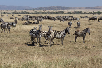 Fototapeta na wymiar Herd of zebra with some looking in Serengeti, Tanzania