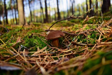 Xerocomus badius edible mushroom