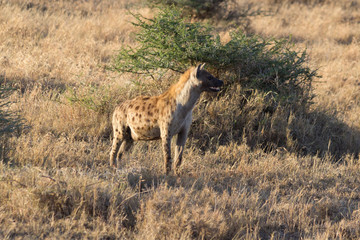 Hyena looking for prey in the Serengeti, Tanznia
