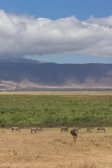 View of Ngorongoro Crater edge with zebra and emu in foreground