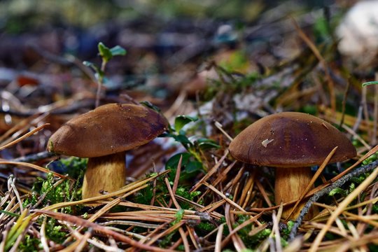  Xerocomus badius mushrooms