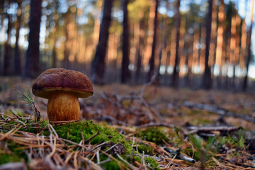 Xerocomus badius edible mushroom