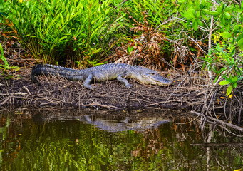 Alligator Sunning in Mangrove Swamp