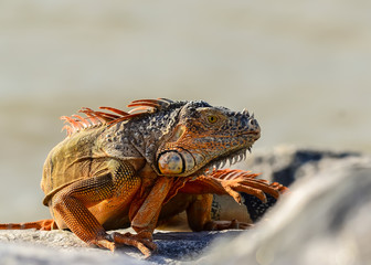 Colorful Iguana on Rocky Shore