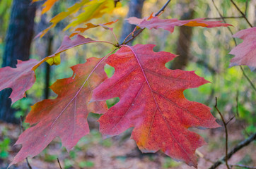 yellow leaves on trees