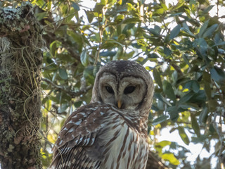 Barred Owl