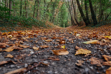 Obraz na płótnie Canvas Waldweg im Herbst aus der Insektenperspektive. Der Weg ist verziert mit gefallenen braunen Blättern. Am Straßenrand sind die Bäume noch überwiegend grün. Gremberger Wald in Köln / Deutschland.