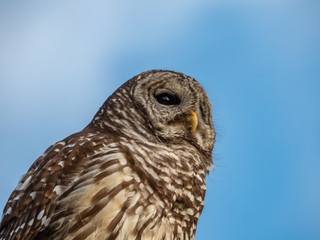 Barred Owl