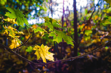 yellow leaves on trees