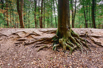 Aus dem Boden herausragende Baumwurzeln eines Baumstammes im Wald während der Herbstzeit. Gremberger Wäldchen in Köln/Deutschland
